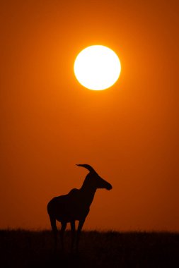 Topi yükselen güneşin altında ufukta duruyor.