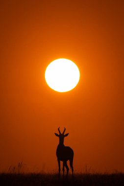 Topi ufukta yükselen güneşin altında duruyor.