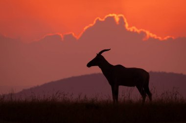 Topi bulutlu şafakta ufukta duruyor
