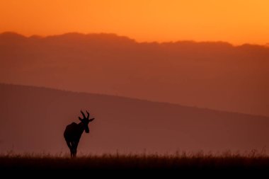 Topi şafakta ufuk çizgisinde otluyor.