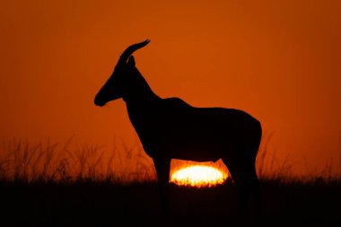 Topi güneş doğarken ön planda duruyor