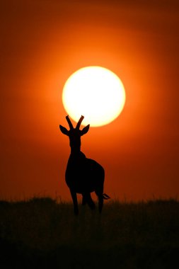 Topi güneşin altında ufukta duruyor.