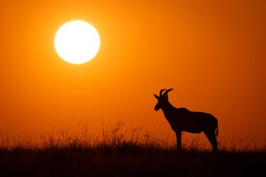 Topi ufuktan doğan güneş gibi duruyor.