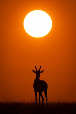 Topi ufukta yükselen güneşin altında duruyor.