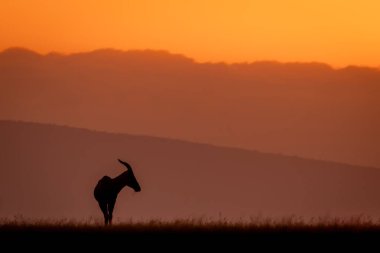 Topi gün doğumunda ufuk çizgisinde otluyor.