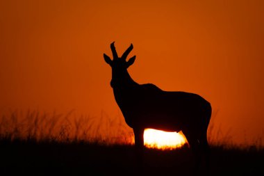 Topi güneş doğarken ufukta duruyor.