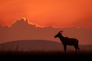 Topi bulutlu gün doğumunda ufukta duruyor