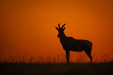 Topi gün doğumunda çimenli ufukta duruyor.