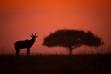 Topi akasya ağacının yanında ufukta duruyor