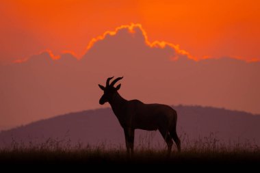 Topi bulutlu şafakta ufukta duruyor