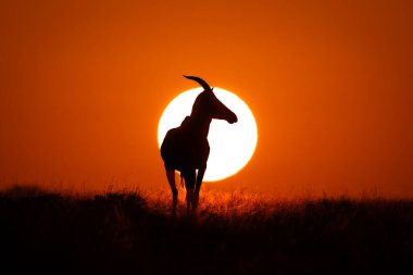 Topi yükselen güneşi örten ufukta duruyor.