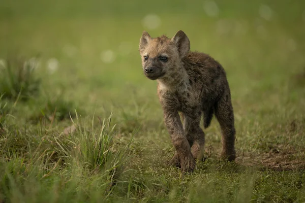 Benekli sırtlan yavrusu bacak bacak üstüne atıyor.
