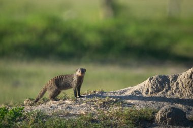 Bantlı firavun faresi, termit tepeciğinden kamera izliyor.
