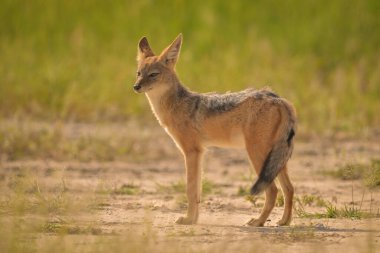 Siyah sırtlı çakal kumlu zemine bakıyor.