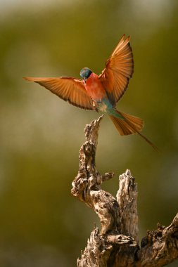 Karmine arısı yiyicisi ağaçların gövdesine yaklaşan kanatları parlıyor