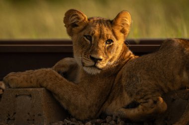 Uykuda yatan aslan yavrusunun yakın çekimi