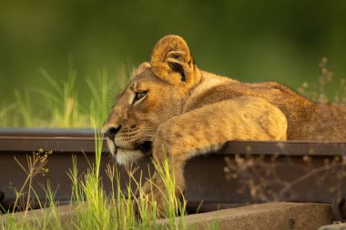 Demiryolunda yatan aslan yavrusunun yakın çekimi.