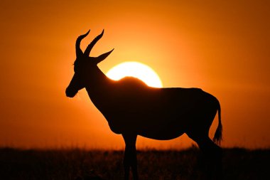 Topi ufukta gün doğumuna karşı durmaktadır
