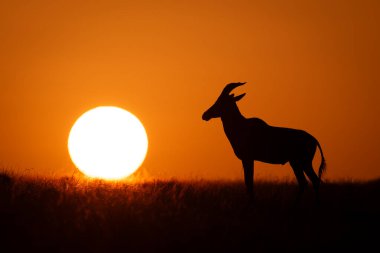 Topi ufukta güneşin altında duruyor.