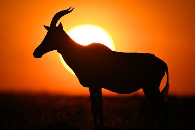 Topi ufukta güneşin üzerinde duruyor.