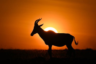 Topi ufuk çizgisinde güneşe karşı siluet içinde yürüyor