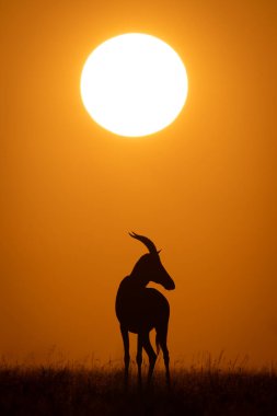 Topi yükselen güneşin altında duruyor.