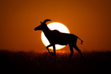 Topi ufukta yürüyor, güneşin doğuşunu geçiyor.
