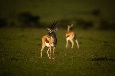 İki Thomson ceylanı farklı yönlere bakıyor.
