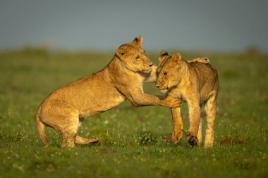 İki dişi aslan otların üzerinde kavga ediyor.