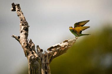 Avrupalı arı yiyici ölü ağaçtan havalandı