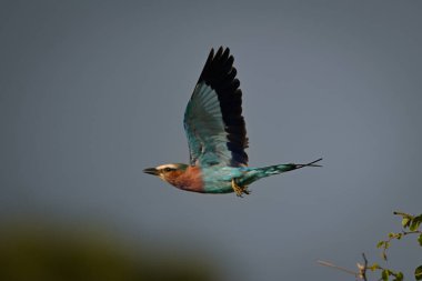 Leylak göğüslü paten çalılıklardan uçan kanatlar