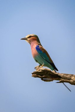 Leylak göğüslü silindir, yaka lambasıyla kuru kütük üzerinde.