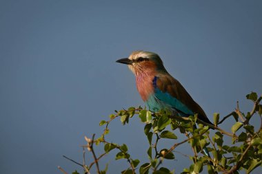 Yapraklı çalıların üzerinde eflatun göğüslü silindir.