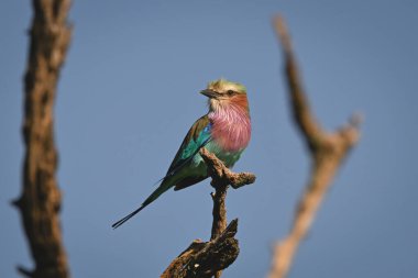 Leylak göğüslü rulo ölü dallardan kamera izliyor.