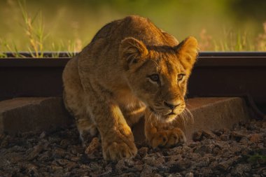 Aslan yavrusu demiryolunda çömelmiş bakıyor.