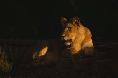 Aslan yavrusu demiryolunun kenarında yatıyor.
