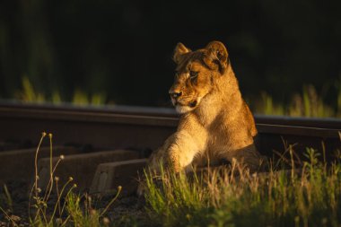 Aslan yavrusu demiryolu kenarında yatıyor.