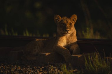 Aslan yavrusu gün doğumunda uyuyanların üzerine uzanır.