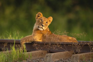 Aslan yavrusu uzanmış demiryoluna bakıyor