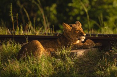 Aslan yavrusu demiryolu yolunda gözlerini kısarak yatıyor