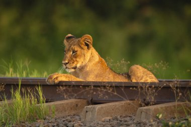 Aslan yavrusu demiryoluna bakıyor.