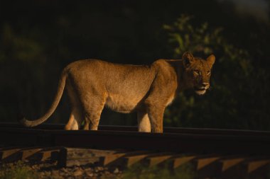 Aslan yavrusu elinde fenerle demiryolunda duruyor.