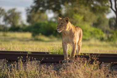 Aslan yavrusu demiryoluna bakıyor.