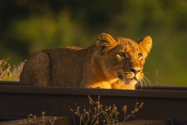 Demiryolunda feneri olan aslan yavrusu