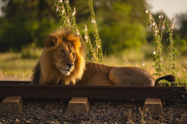 Fenerli erkek aslan uyuyanların üzerine uzanır.