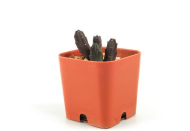 Ofis ve ev dekorasyonu için beyaz arka planda izole edilmiş tencerelere kaktüs kapatın.