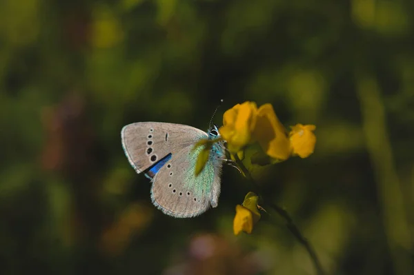Μικρή Γκρι Και Μπλε Πεταλούδα Ένα Κίτρινο Λουλούδι Στο Άγριο — Φωτογραφία Αρχείου