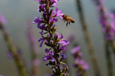 Doğal ortamda mor bir bitkinin üzerinde arı, yatay doğa arka planı