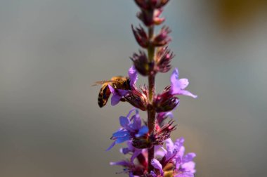 Doğal ortamda mor bir bitkinin üzerinde arı, yatay doğa arka planı