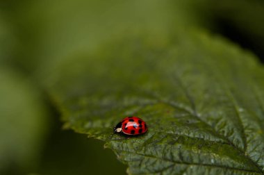 Yeşil yapraklı uğur böceği, makro fotoğraf, siyah noktalı kırmızı böcek, doğal arka plan